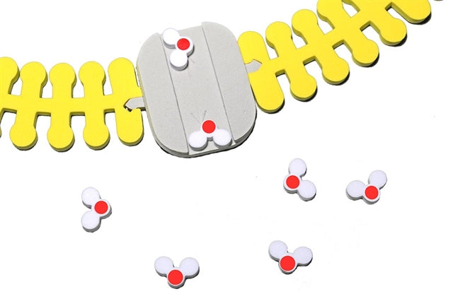 Phospholipid & Membrane Transport Kit©