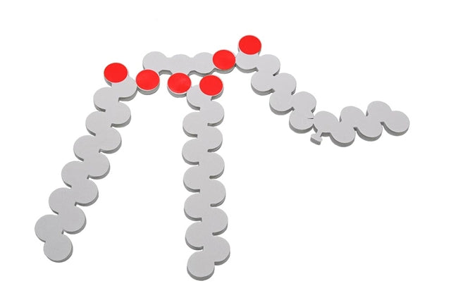 Phospholipid & Membrane Transport Kit©