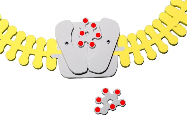 Phospholipid & Membrane Transport Kit©