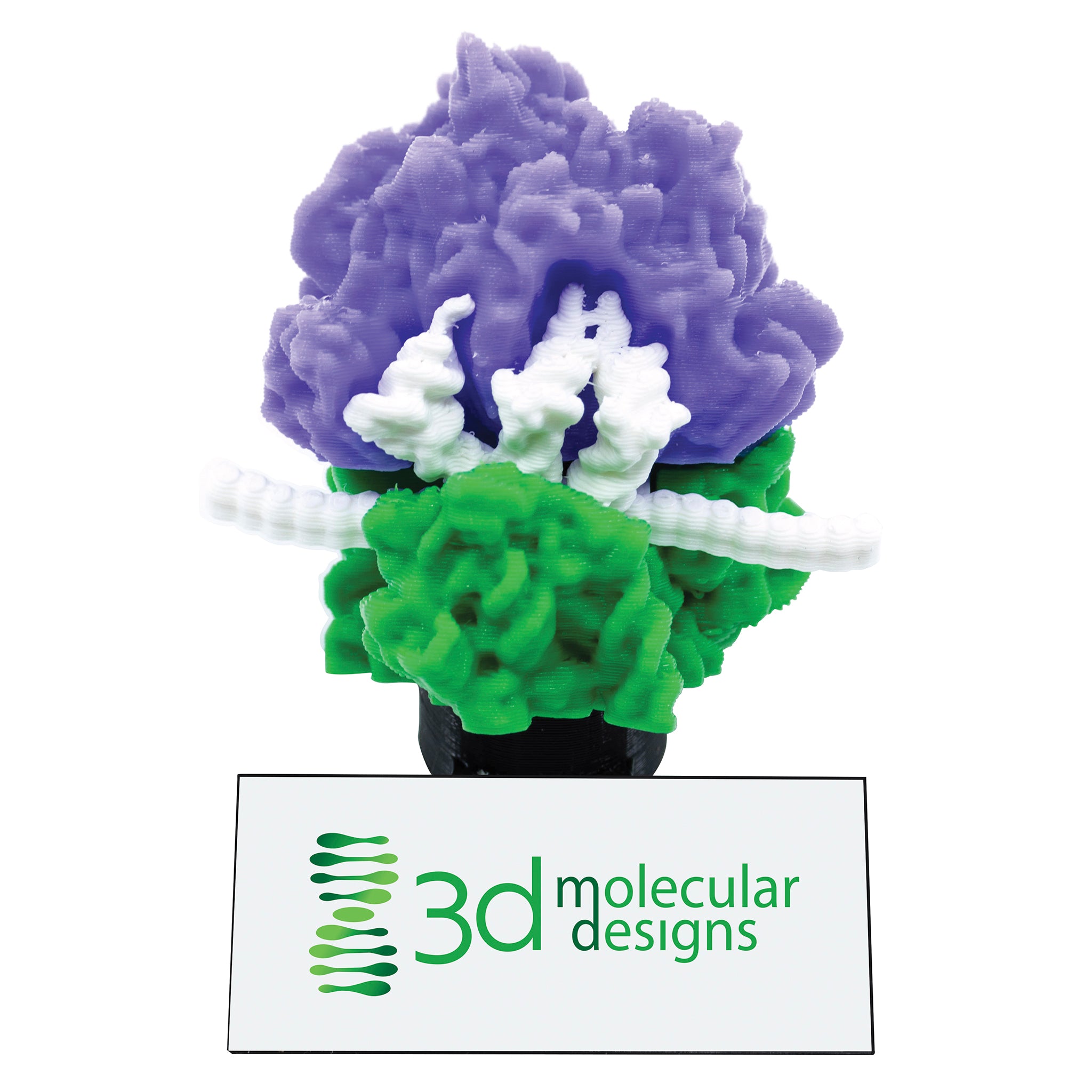 AR-Enhanced Ribosome Translation Micro-Model