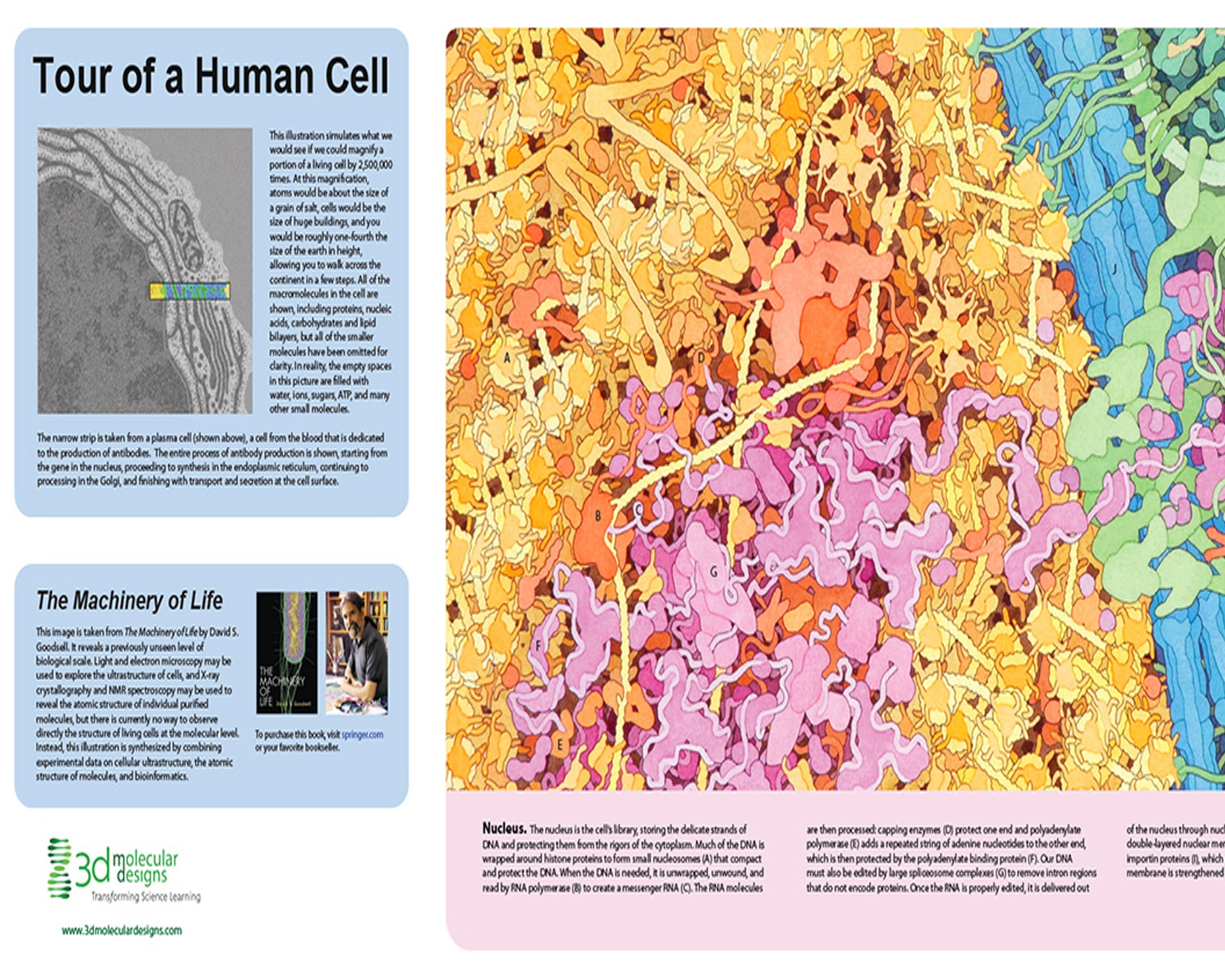 Tour of a Human Cell©