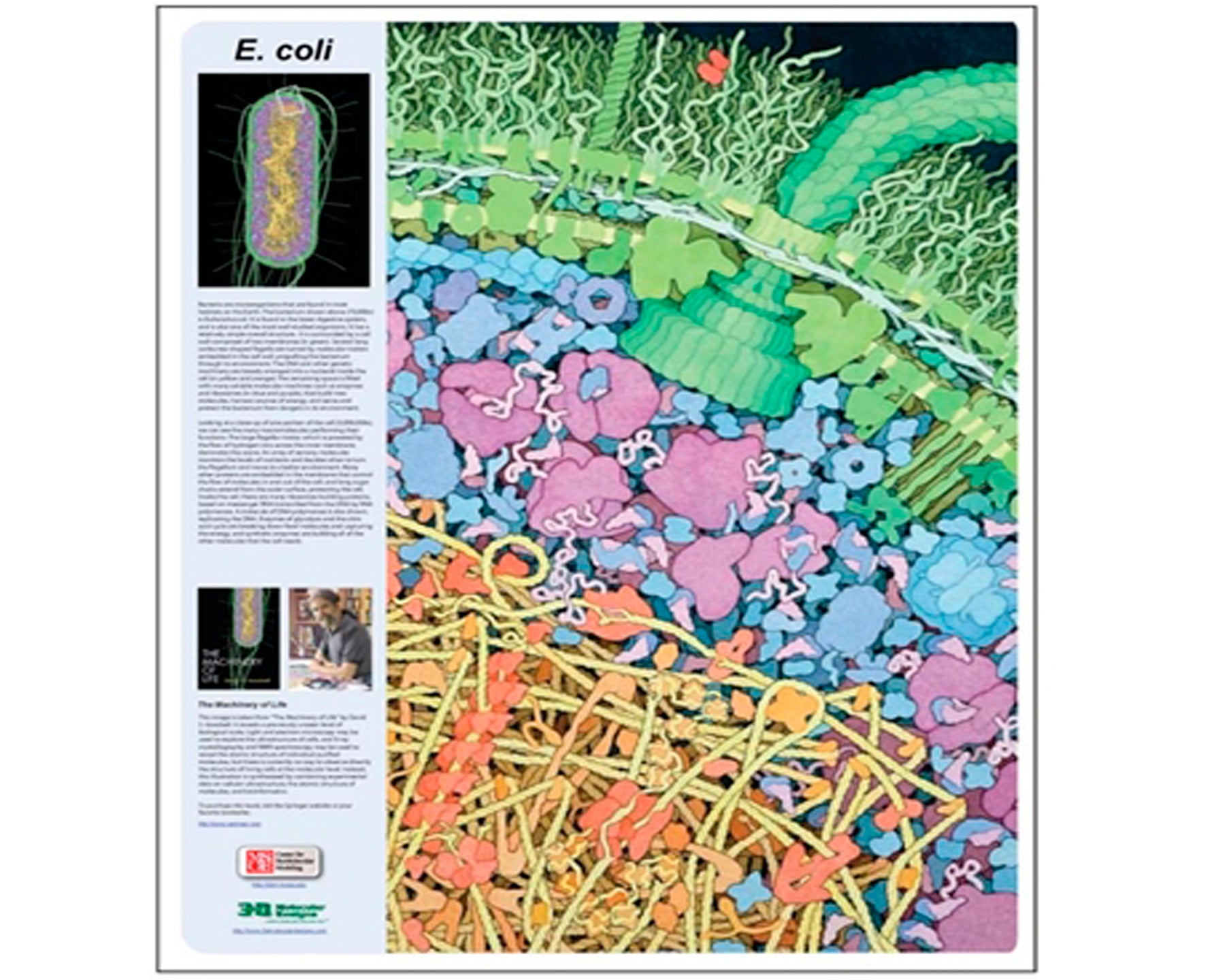 E. Coli Poster©