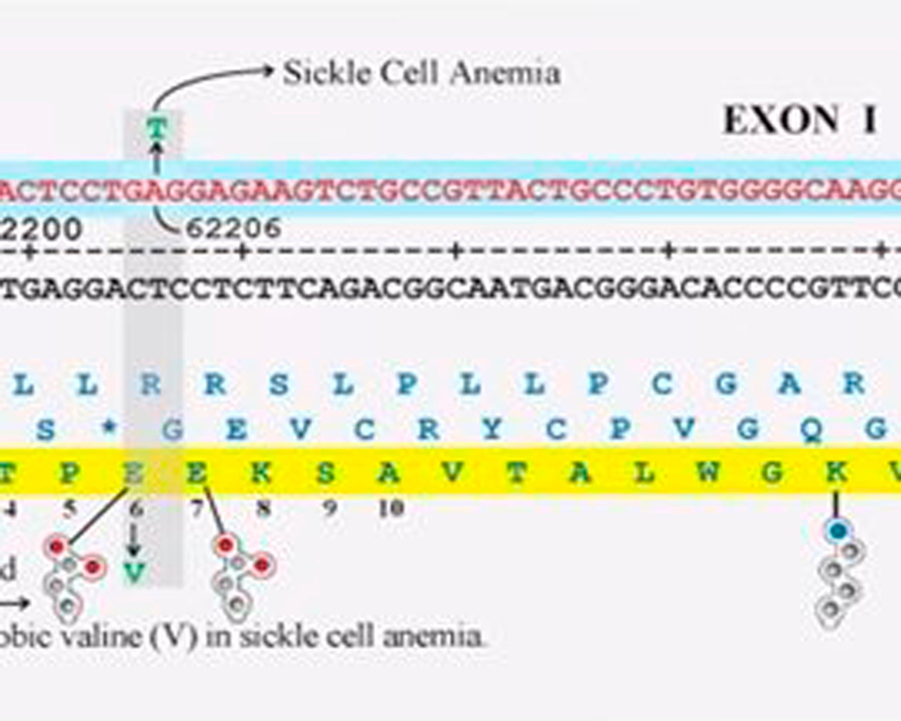 Map of the Human ß-Globin Gene©
