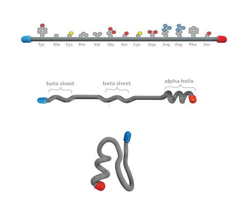 Basic Protein Model Protein Structure Modeling Kit