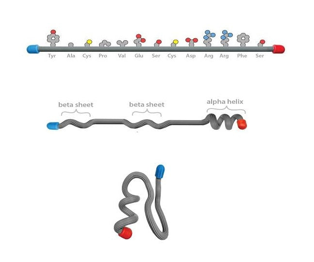 Protein Structure Modeling Kit